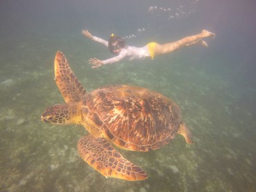 Pandan Island et Apo Reef