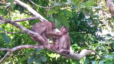 Kinabatangan river, observation de la faune