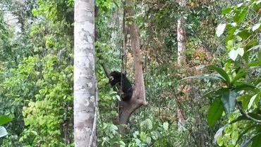 Sepilok et ses Orang-outans